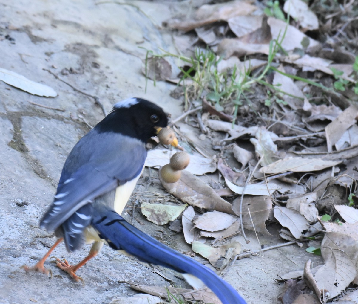 Yellow-billed Blue-Magpie - ML645313584