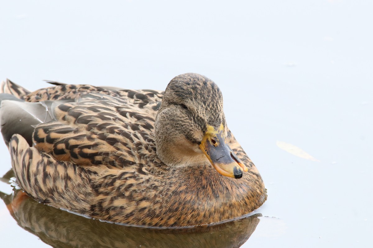 Mallard - ML645313588