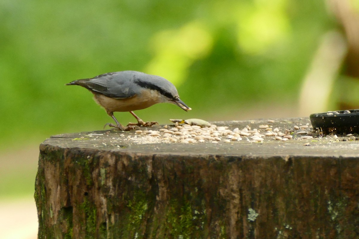Повзик звичайний - ML645313604