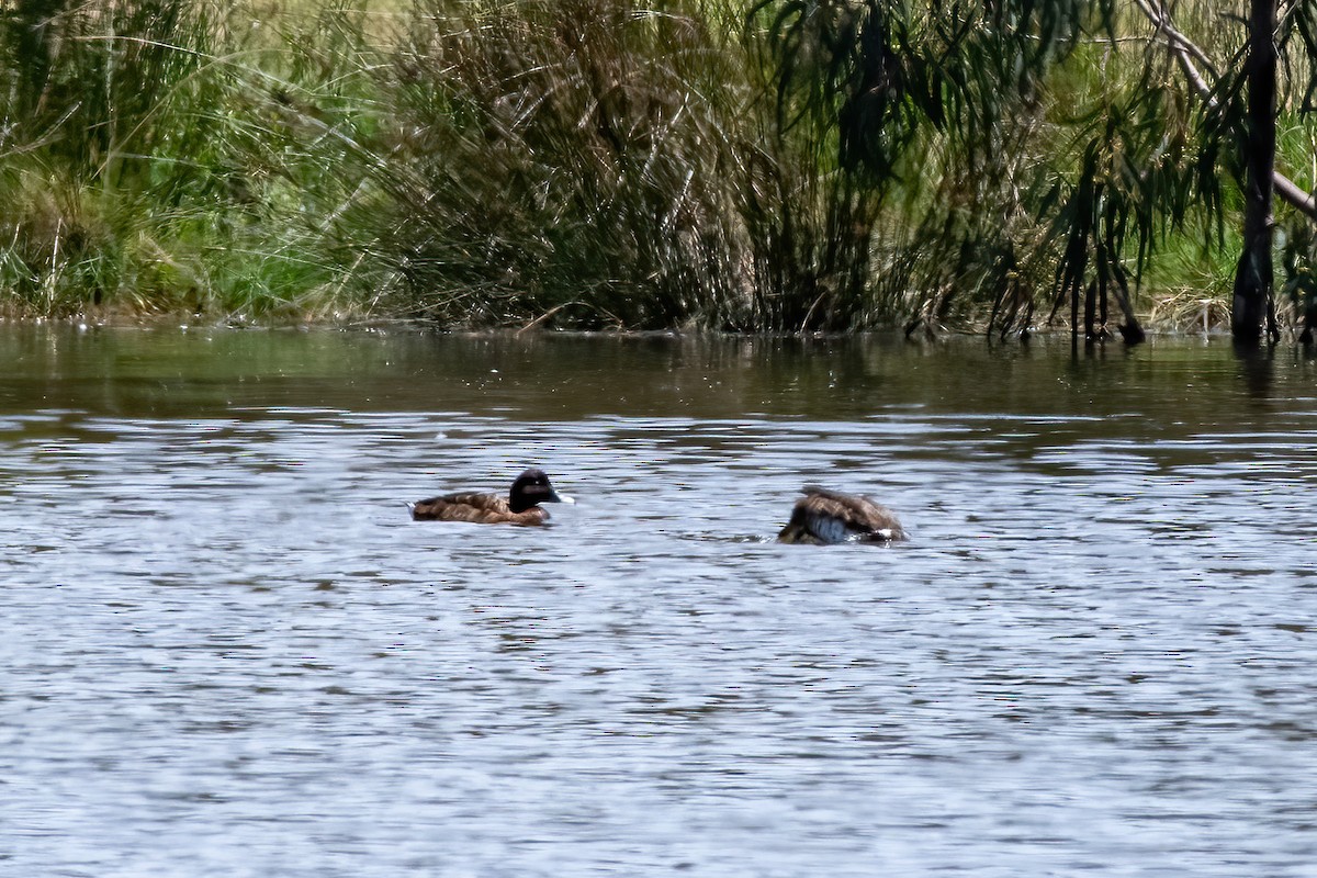 Hardhead - ML645313613