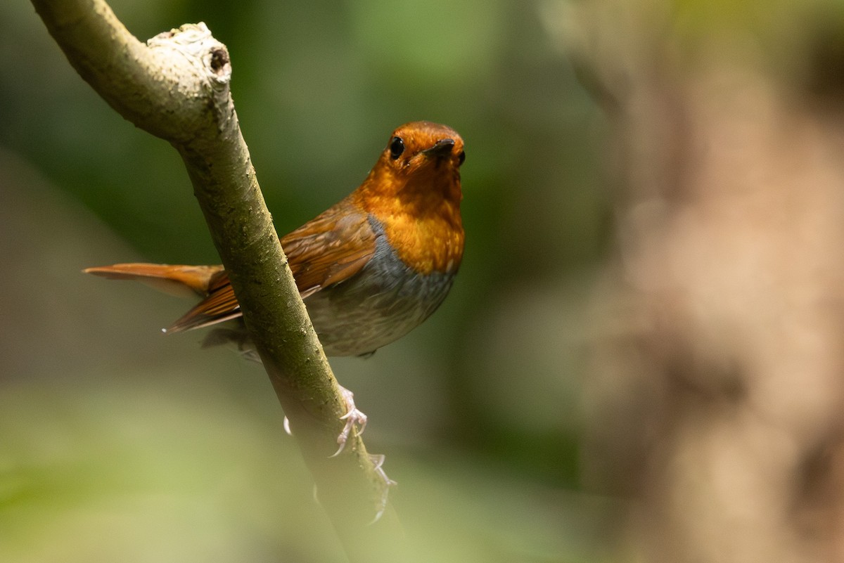 izurødskjegg - ML645313614