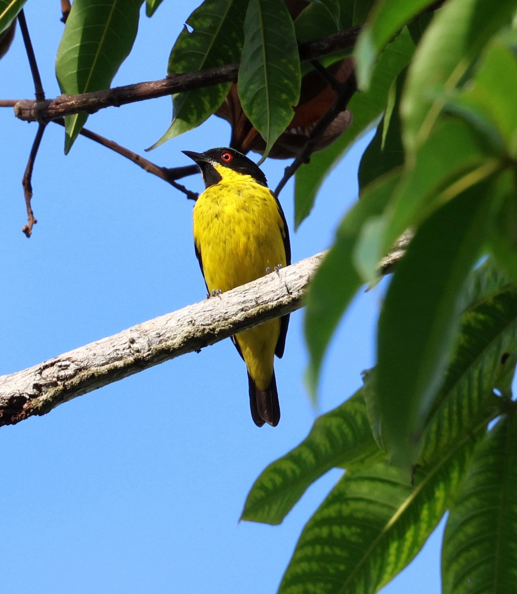 Gelbbauchpitpit - ML645313618