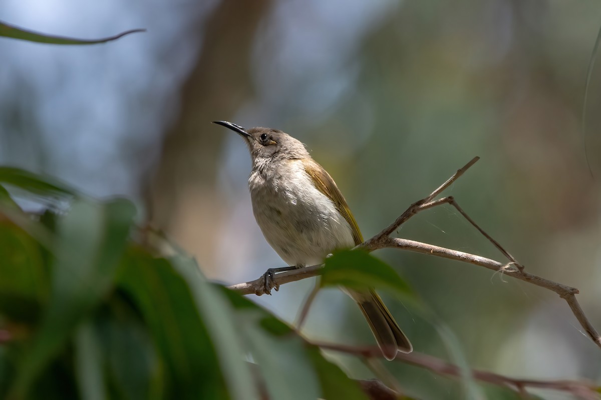 Braunhonigfresser - ML645313619