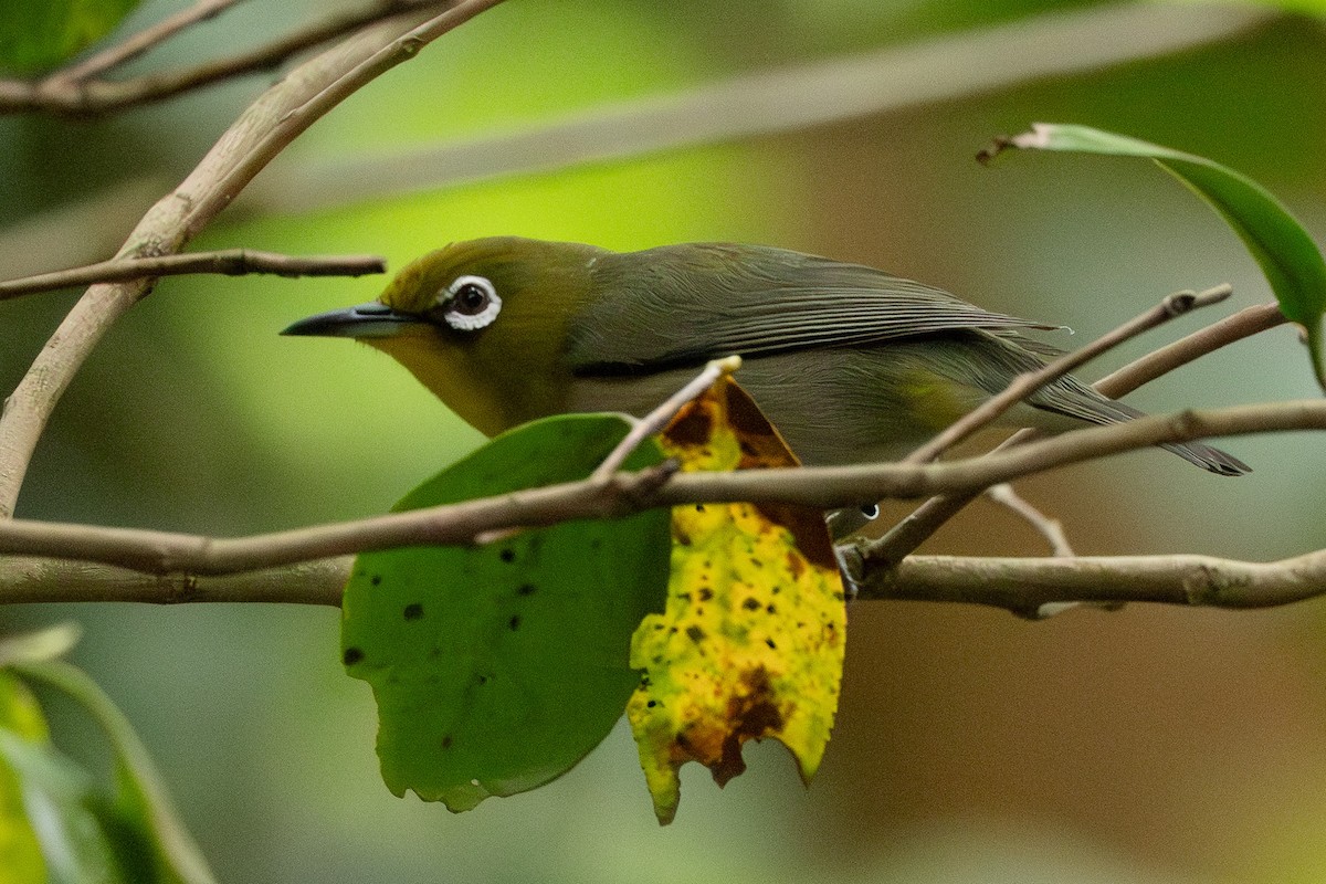 Japanbrillenvogel - ML645313621