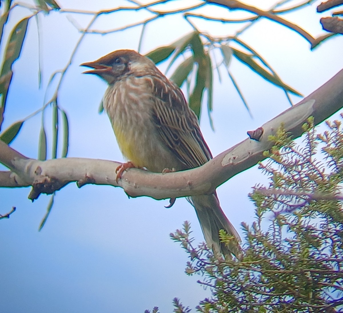 Rotlappen-Honigfresser - ML645313623