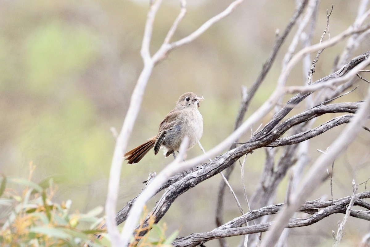 Eukalyptusdrosselschnäpper - ML645313625