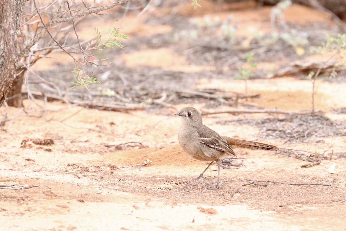 Eukalyptusdrosselschnäpper - ML645313626