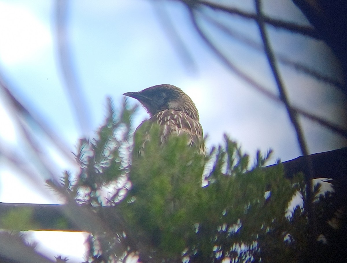 Rotlappen-Honigfresser - ML645313627