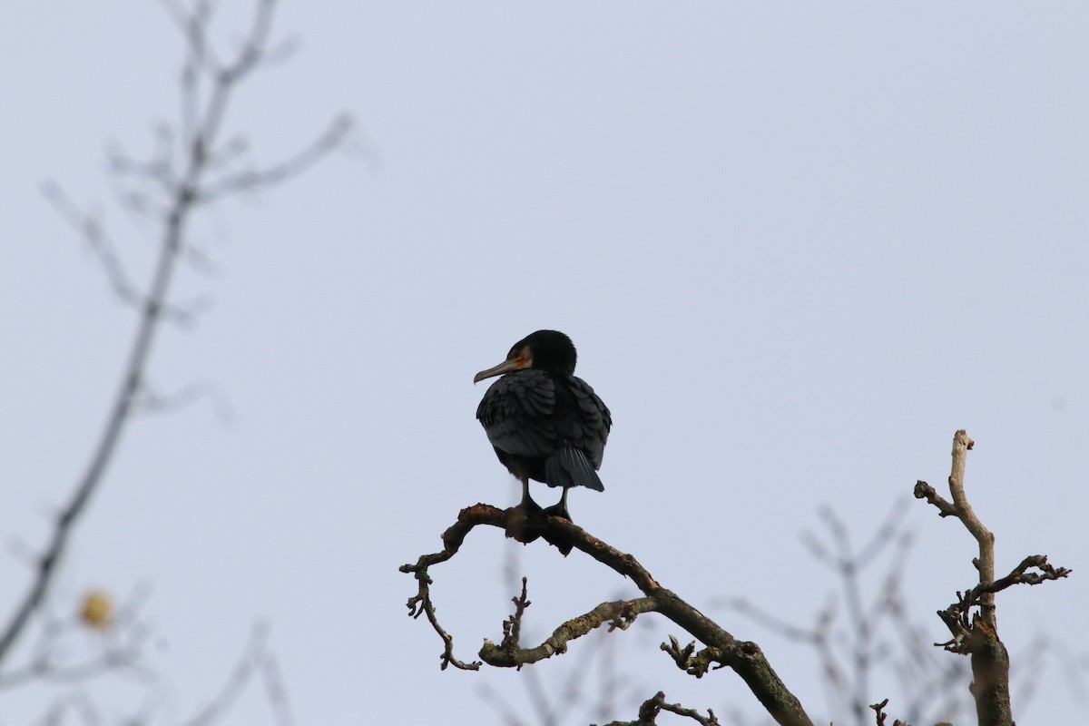 Kormoran - ML645313628