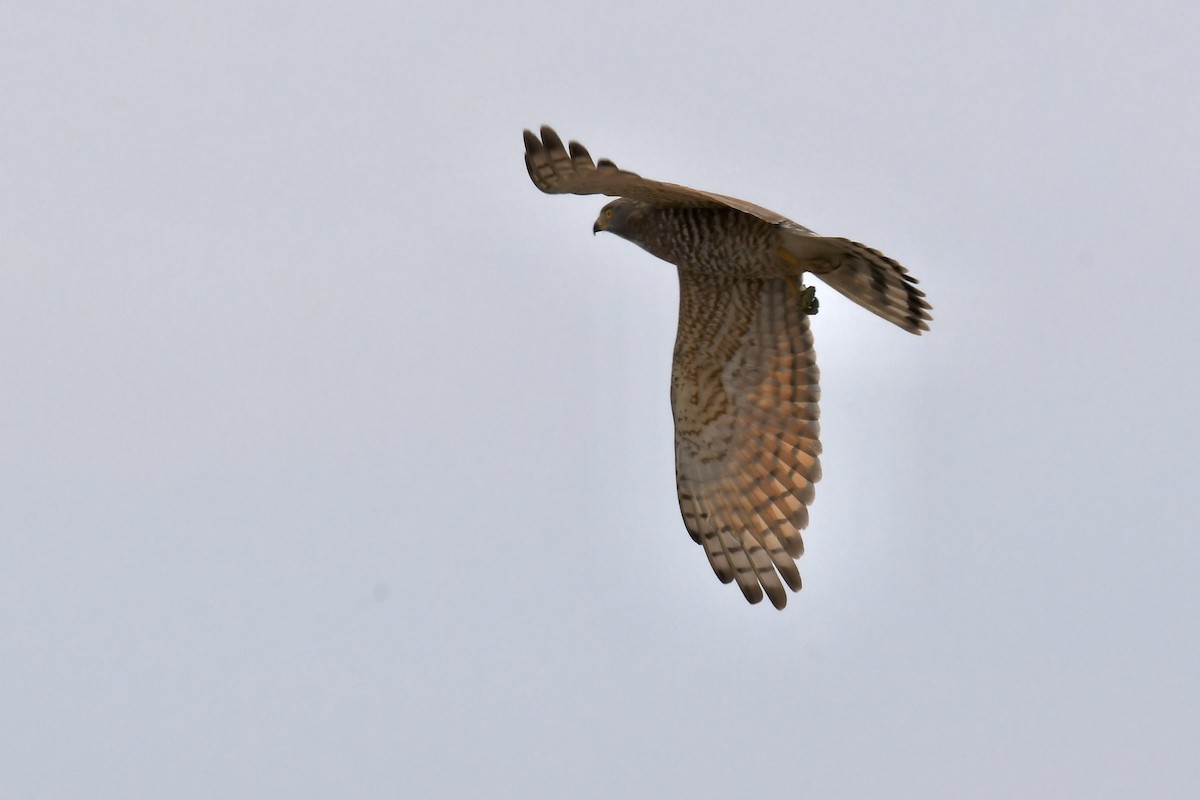 Amurbussard - ML645313629