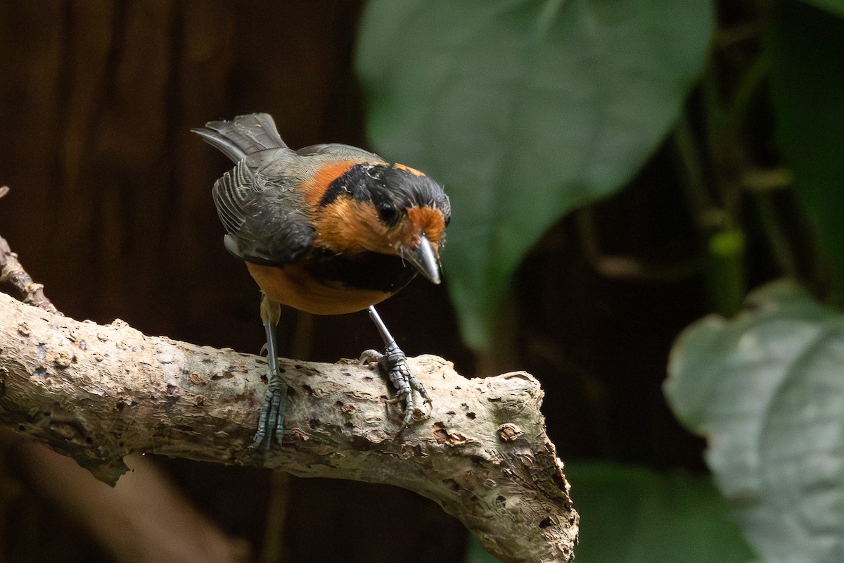 Izuinseln-Buntmeise - ML645313630