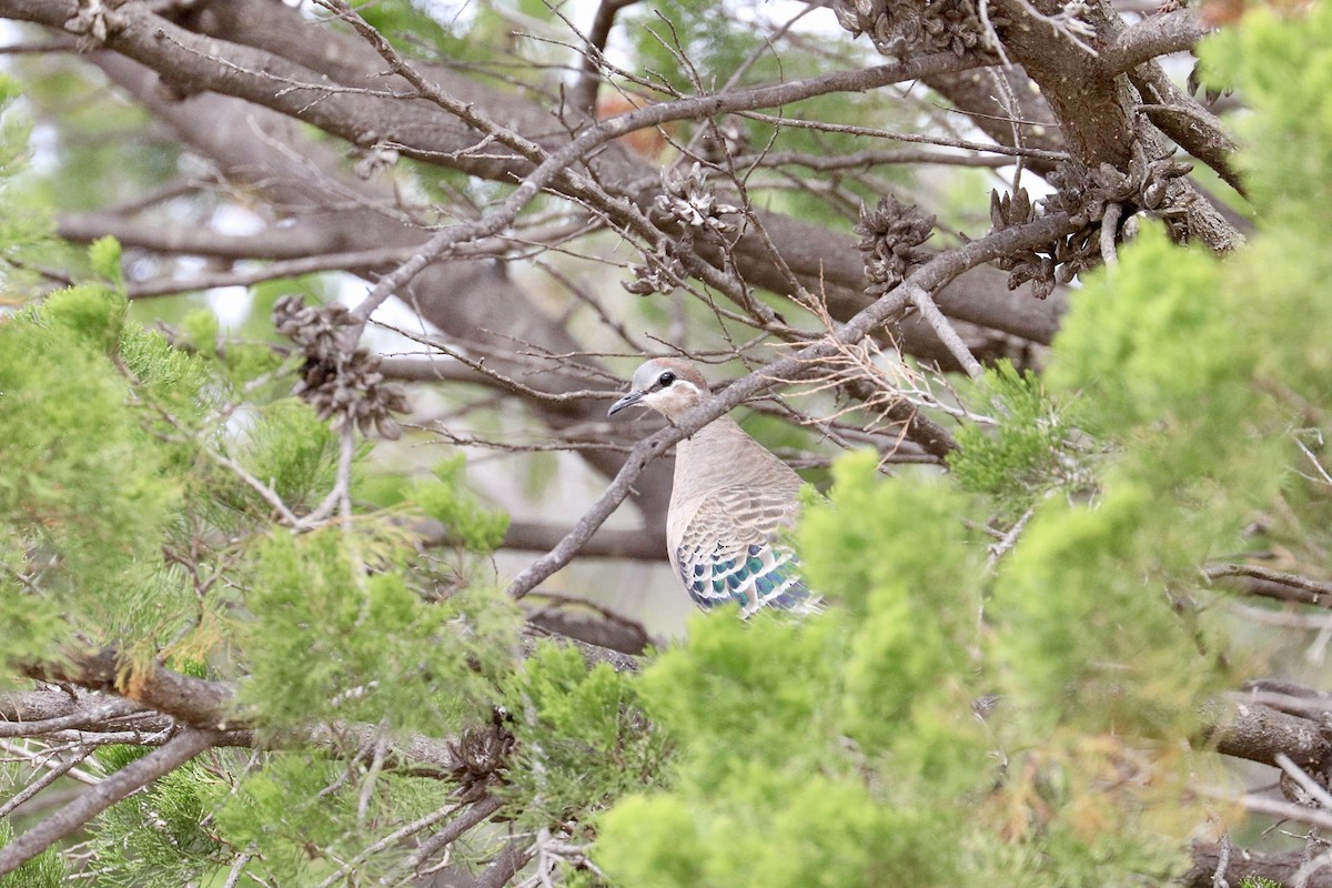 Bronzeflügeltaube - ML645313631