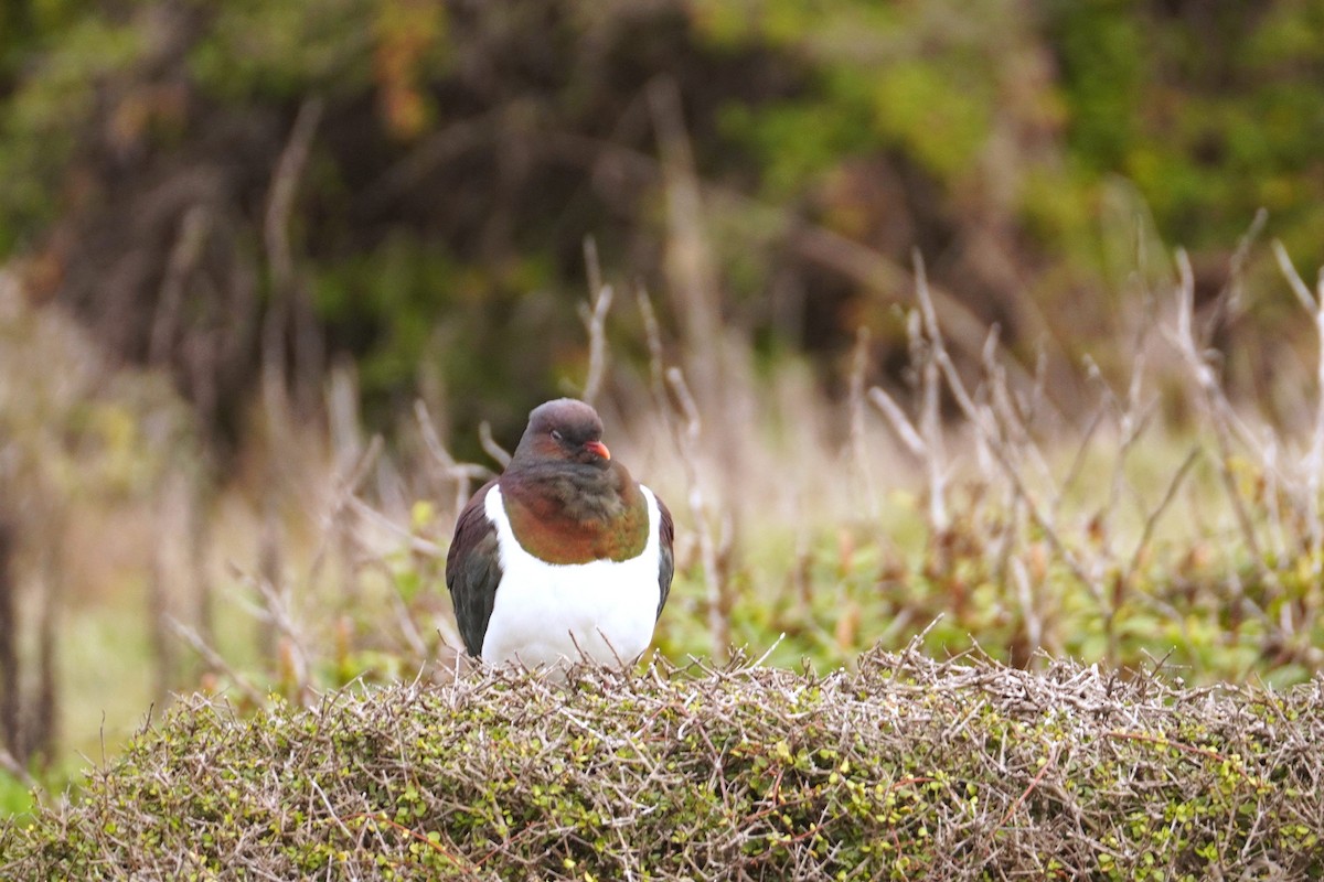 Maorifruchttaube - ML645313632