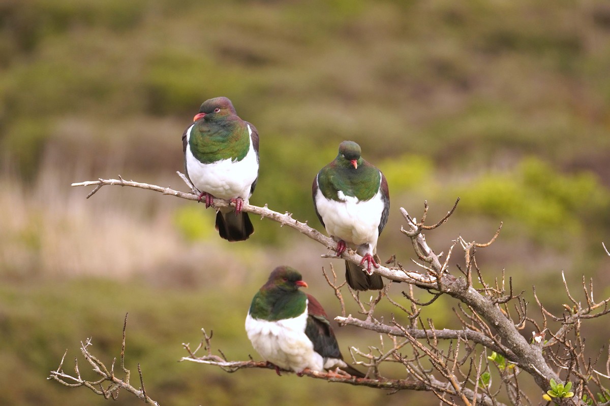 Maorifruchttaube - ML645313633