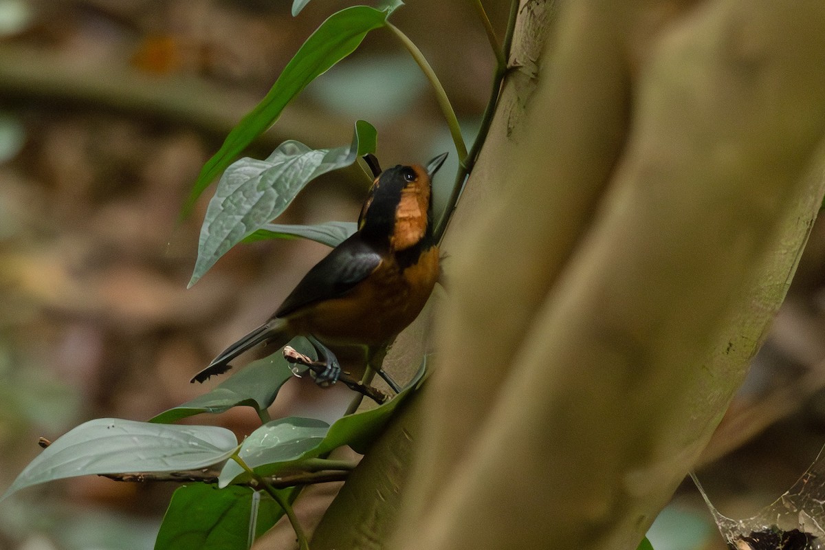 Izuinseln-Buntmeise - ML645313634