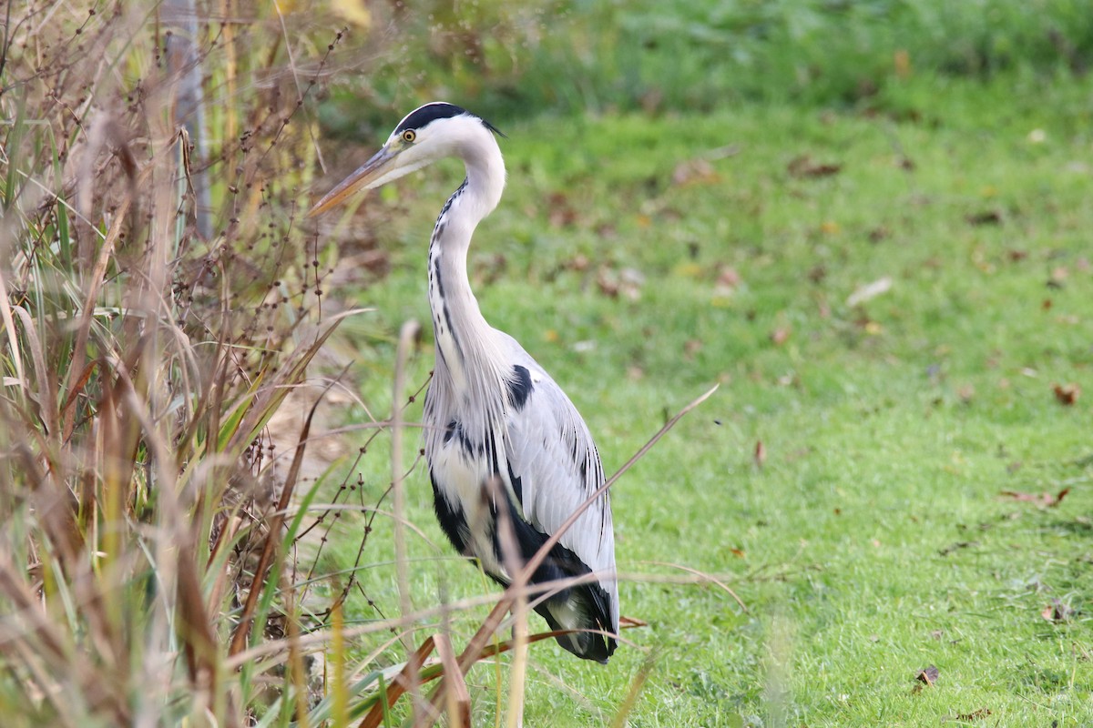 Graureiher - ML645313636