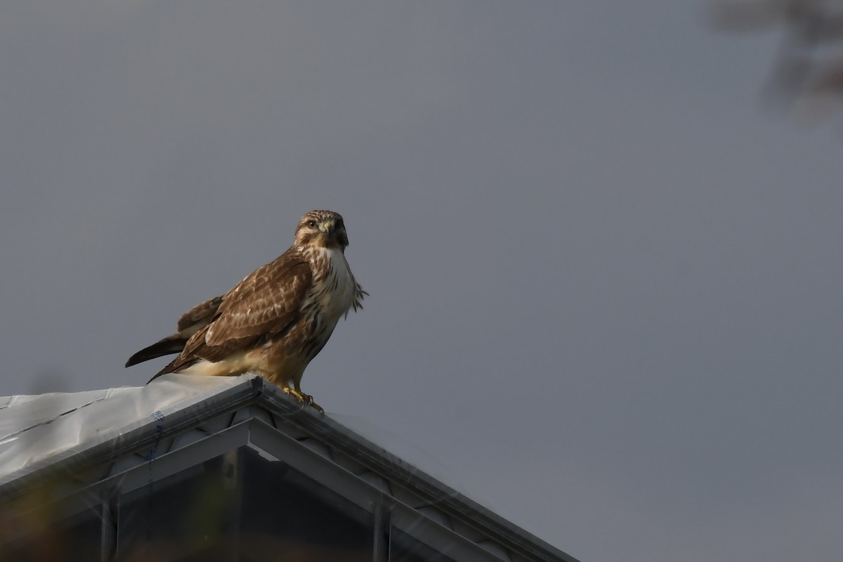 Taigabussard - ML645313637