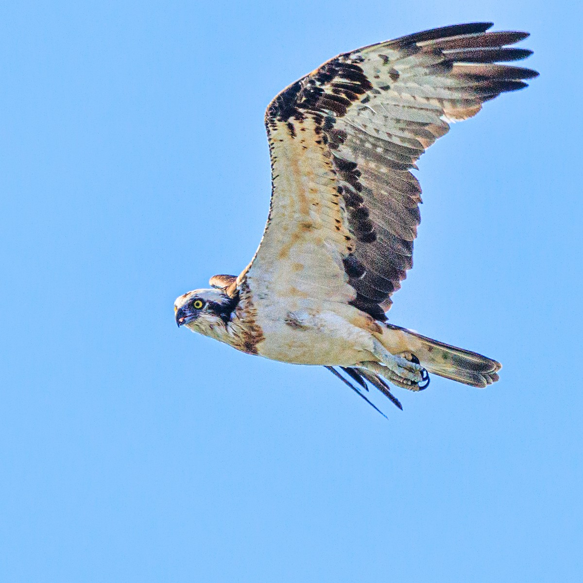 Fischadler - ML645313642