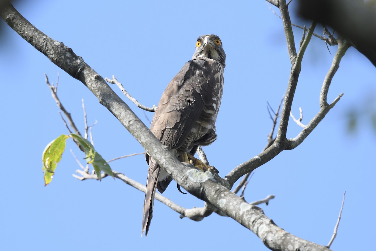 Schopfhabicht - ML645313644