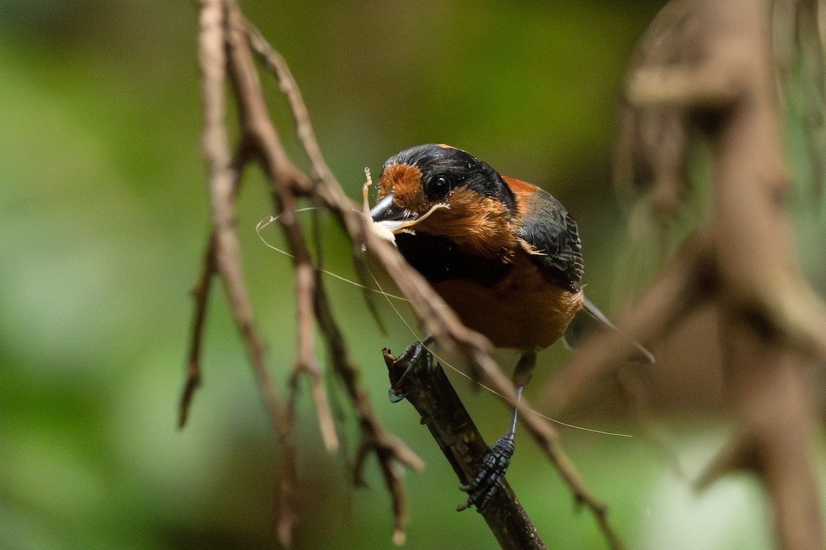 Izuinseln-Buntmeise - ML645313645