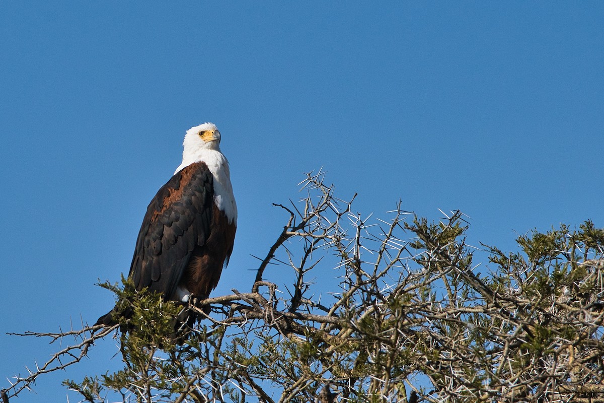 Schreiseeadler - ML645313646