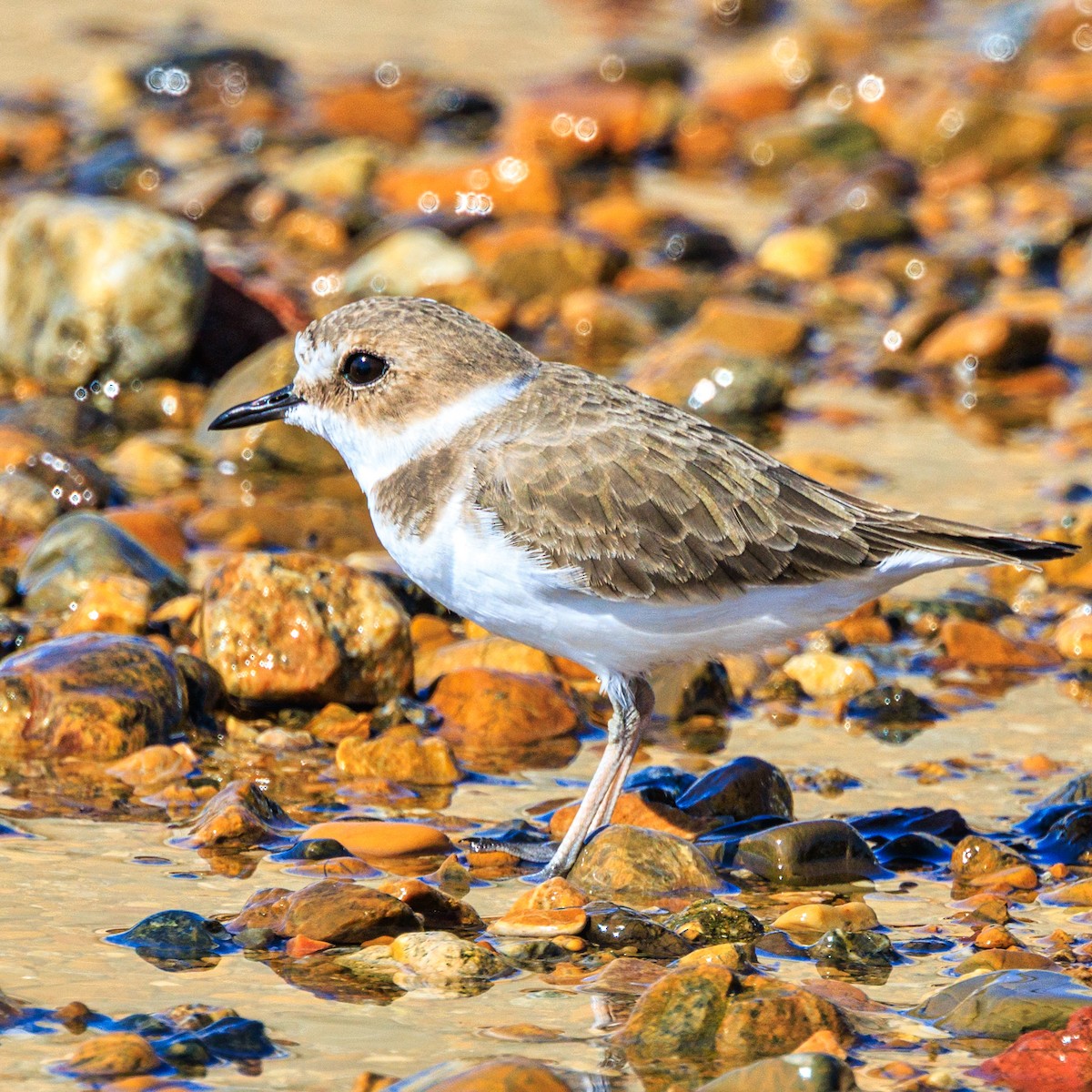 Seeregenpfeifer - ML645313649