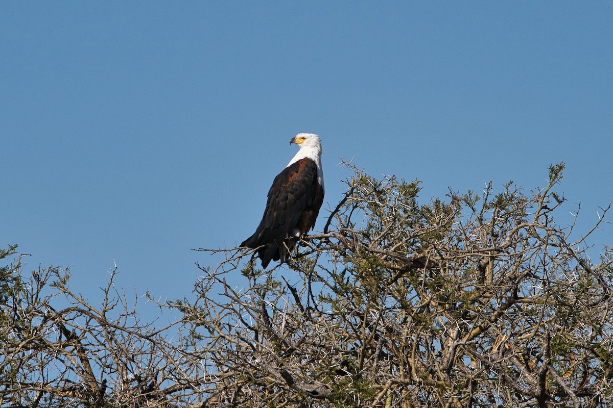 Schreiseeadler - ML645313650