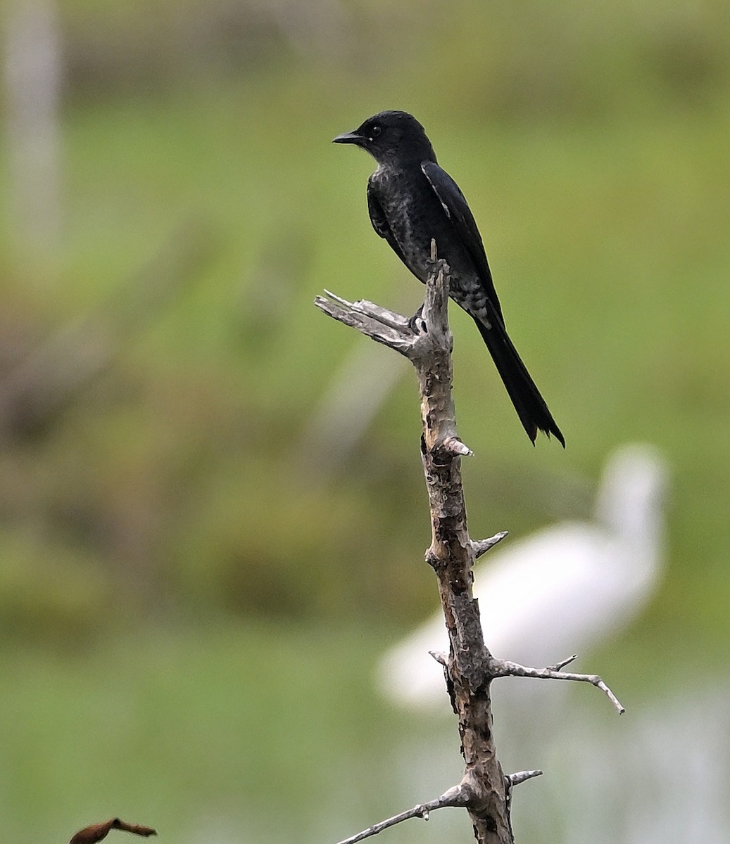 Königsdrongo - ML645313652