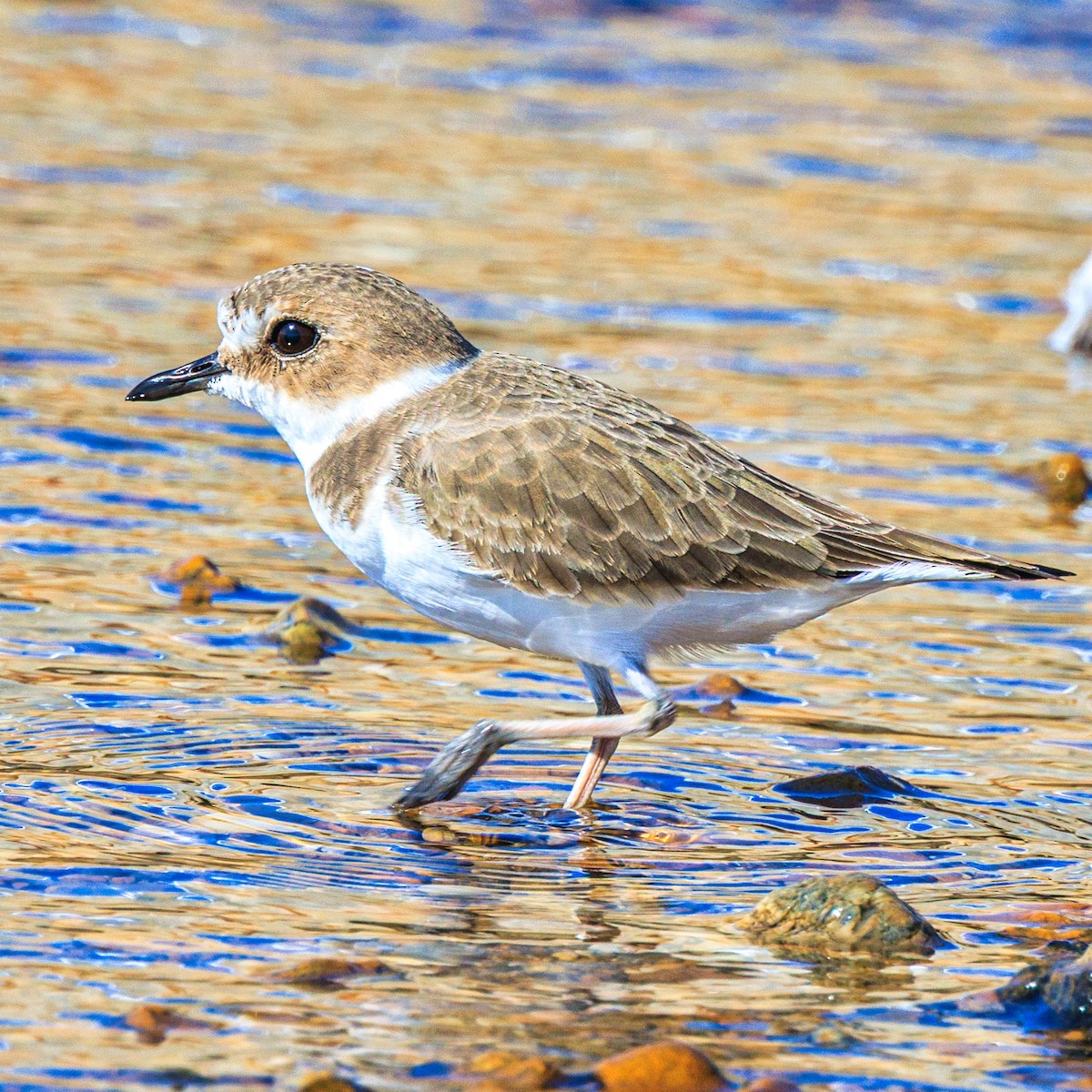 Seeregenpfeifer - ML645313653