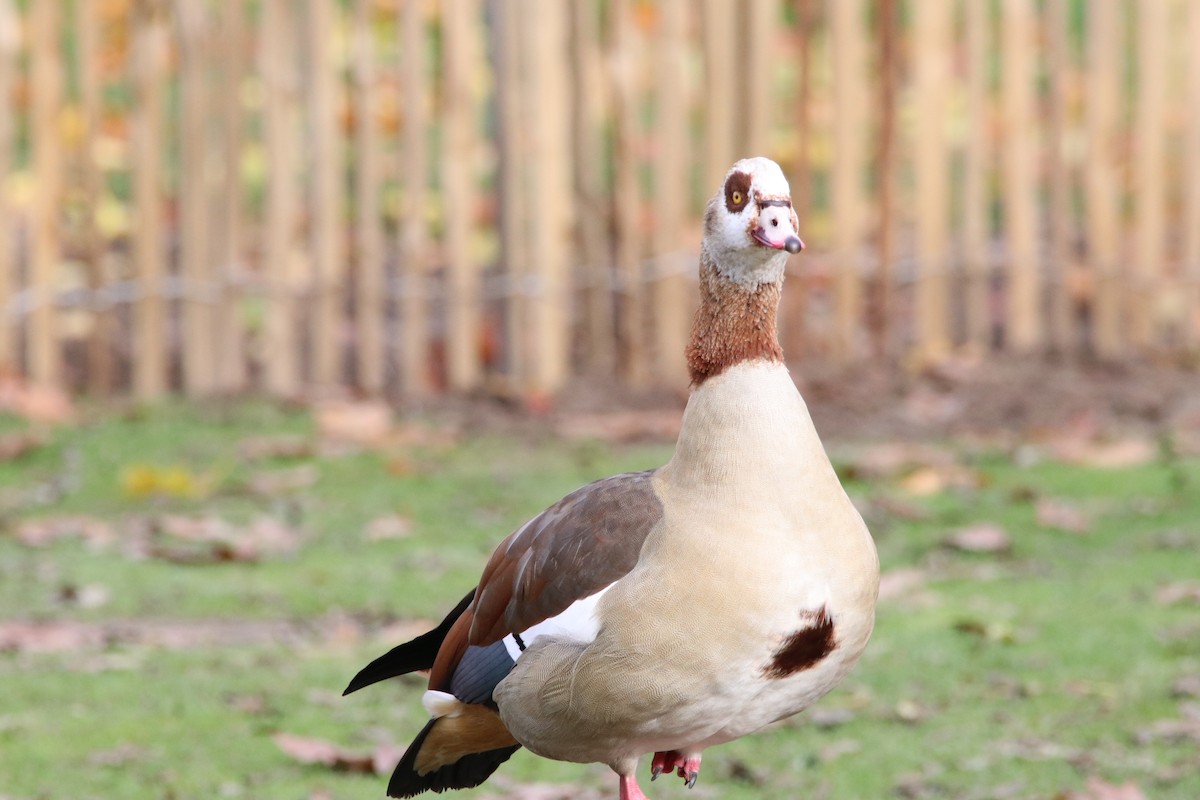 Egyptian Goose - ML645313654