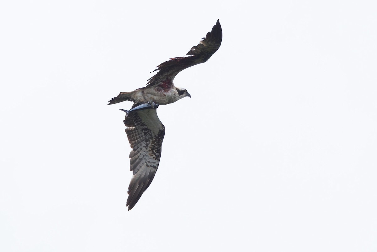 Fischadler - ML645313655