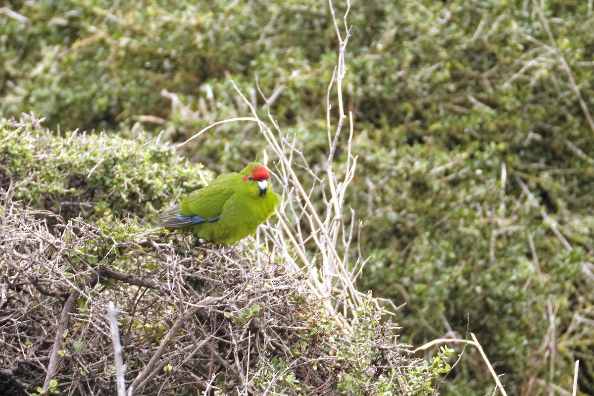 Red-crowned Parakeet - ML645313661