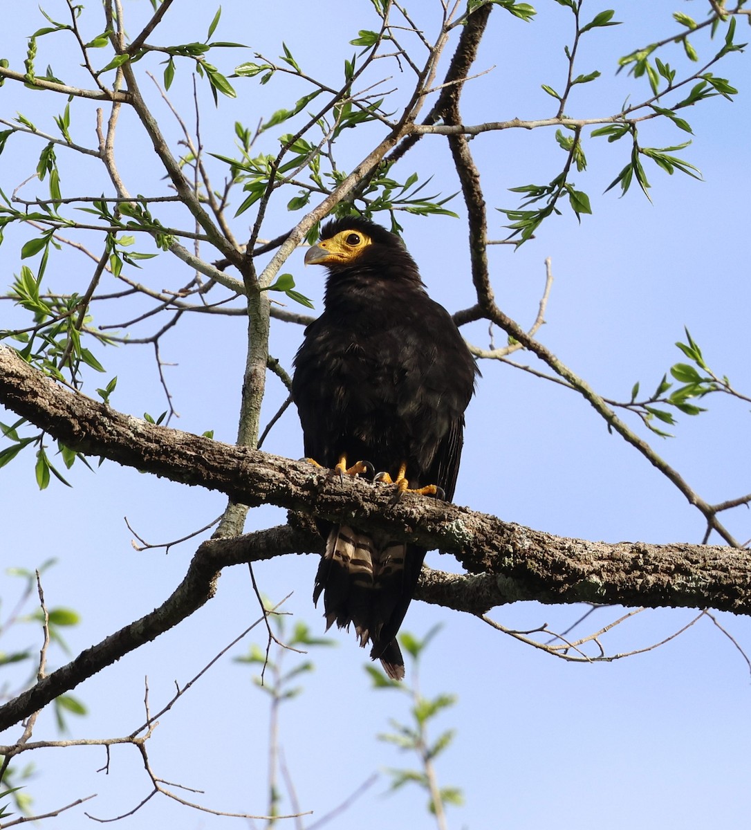 Siyah Karakara - ML645313664