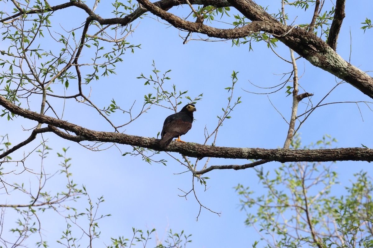 Siyah Karakara - ML645313665