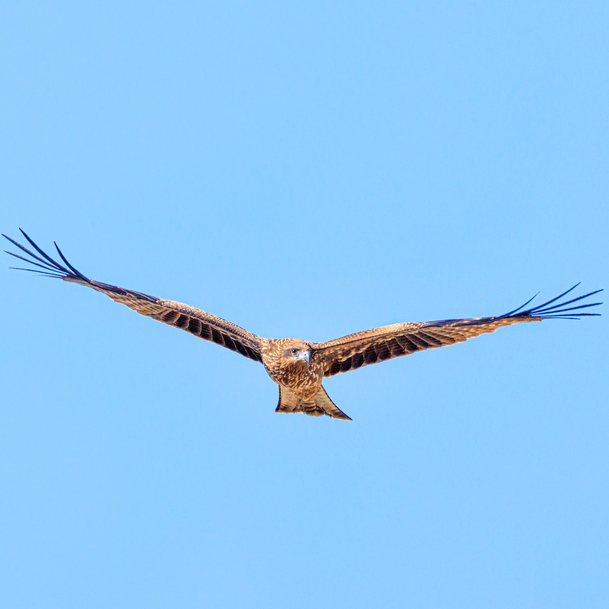 Black Kite - ML645313669