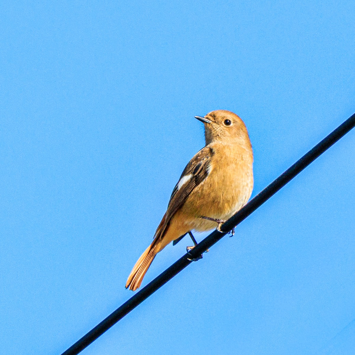 Daurian Redstart - ML645313670