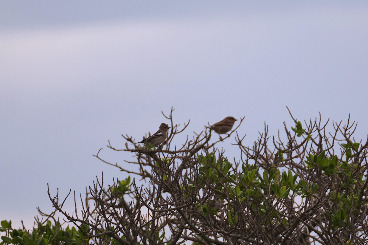 House Sparrow - ML645313671