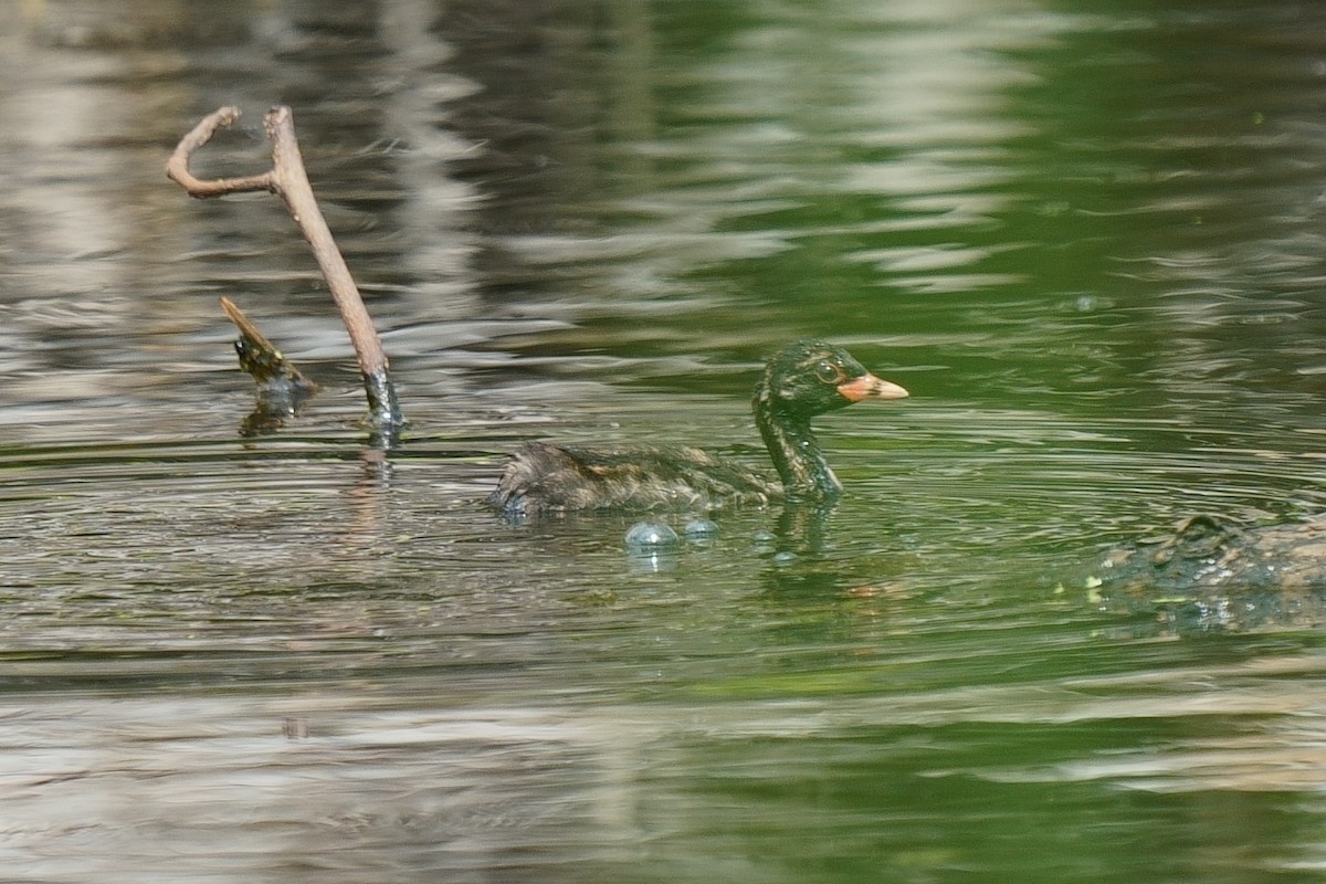 Little Grebe - ML645313672