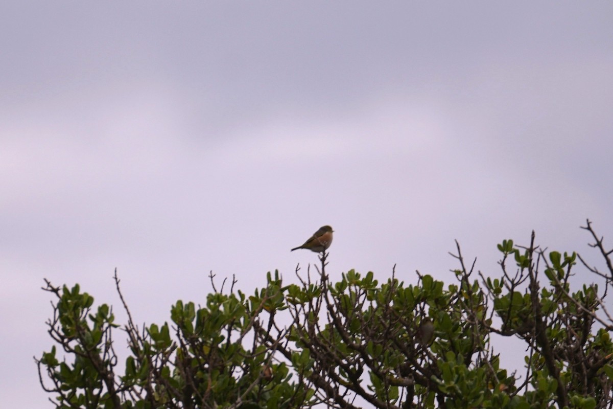 Common Chaffinch - ML645313673