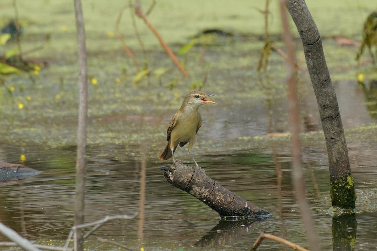 Oriental Reed Warbler - ML645313674