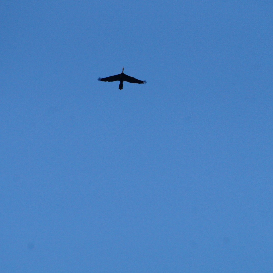 Anhinga - ML645313675