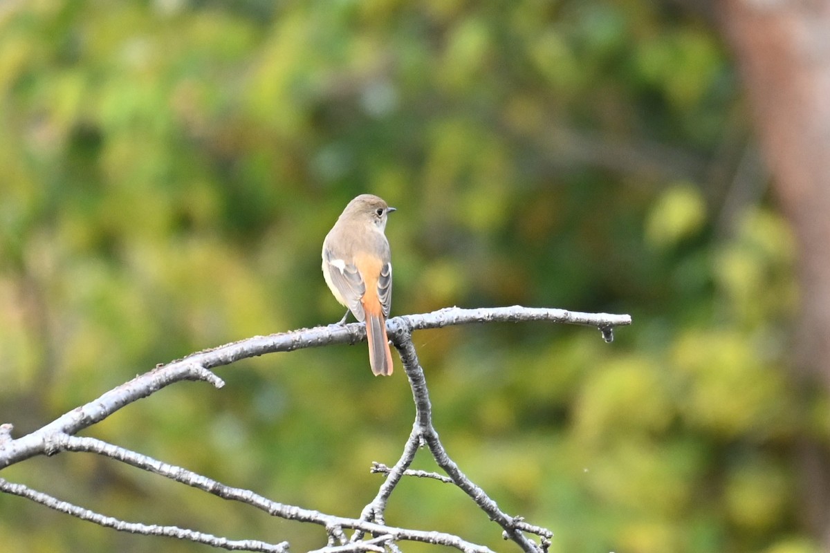 Daurian Redstart - ML645313678