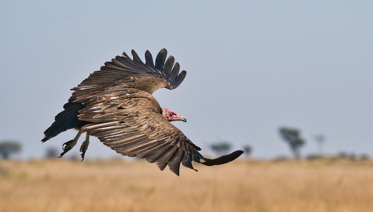 Hooded Vulture - ML645313679