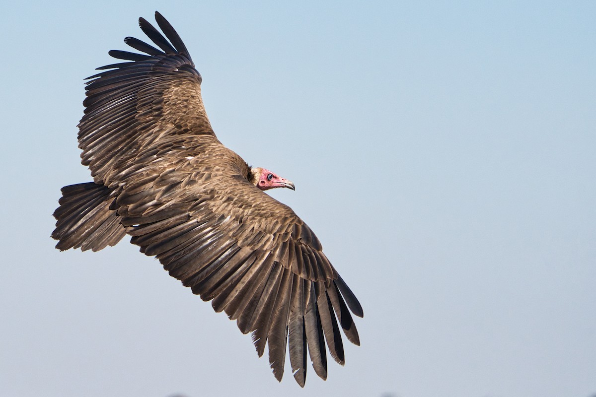 Hooded Vulture - ML645313680