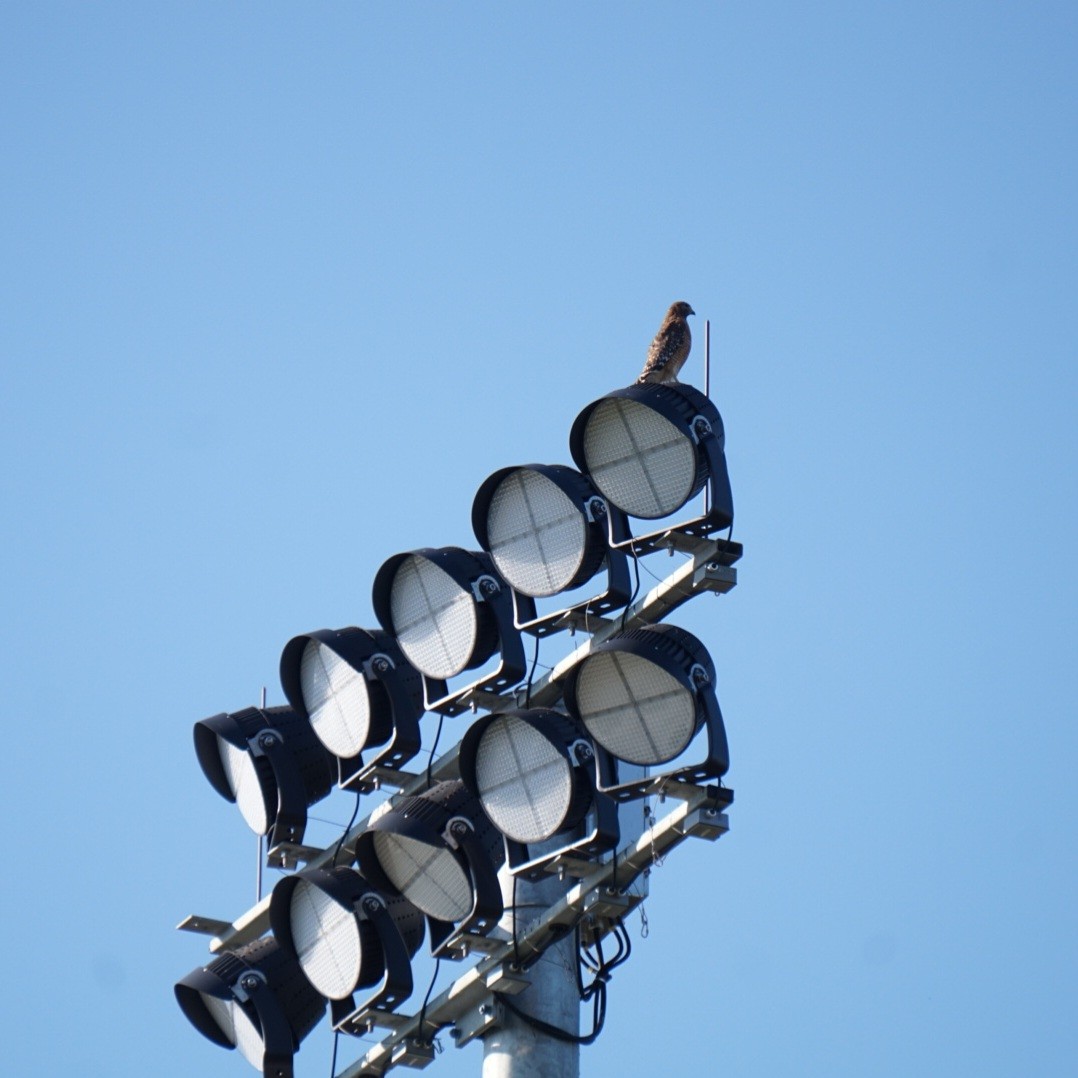 Red-shouldered Hawk - ML645313681
