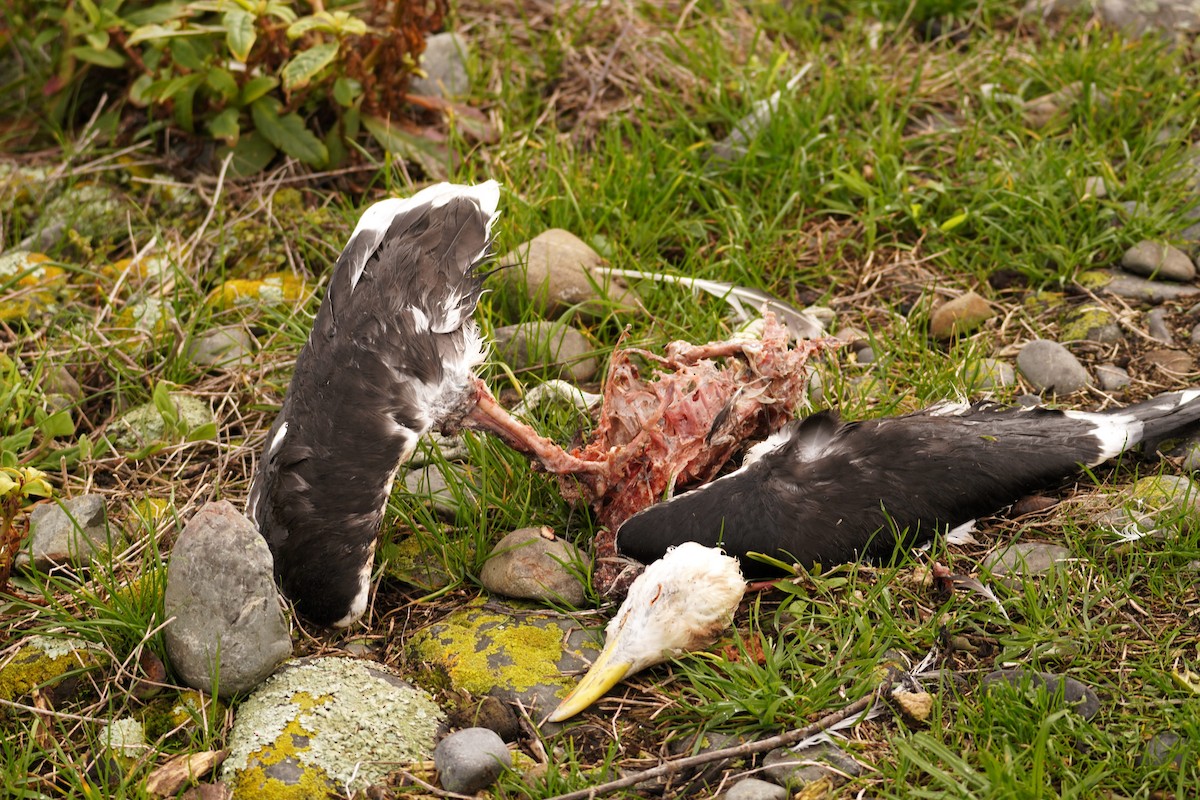 Kelp Gull - ML645313683