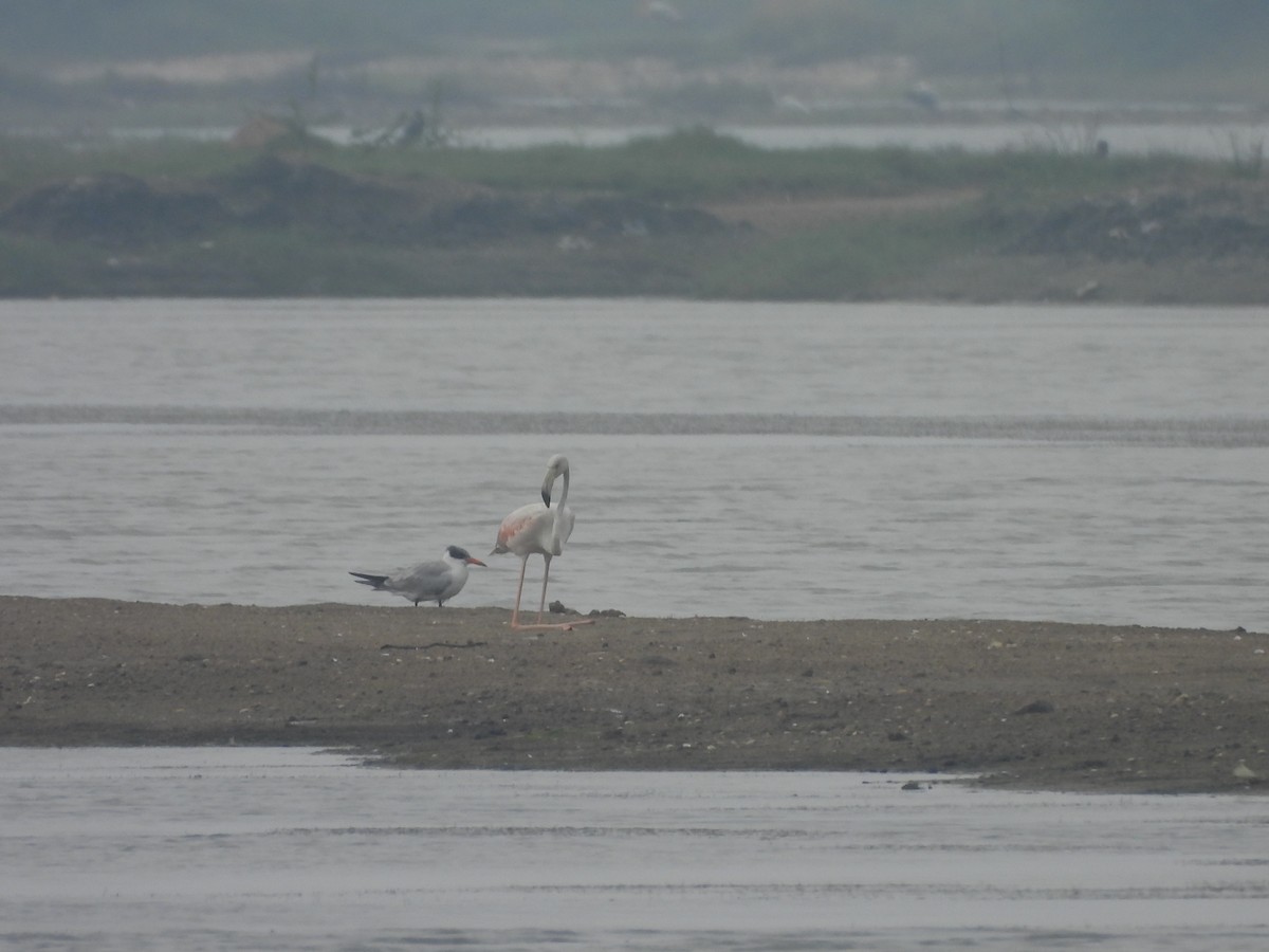 Greater Flamingo - ML645313684