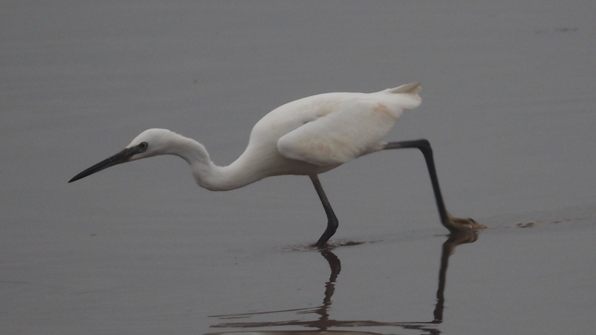 Little Egret - ML645313686