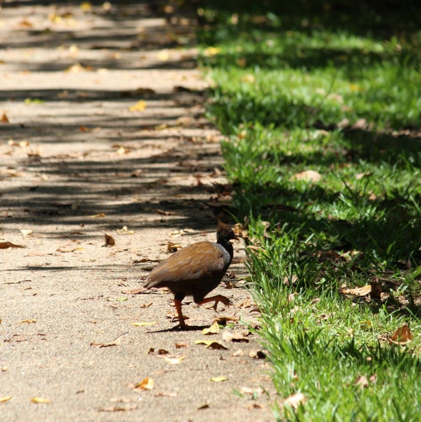 Orange-footed Megapode - ML645313687