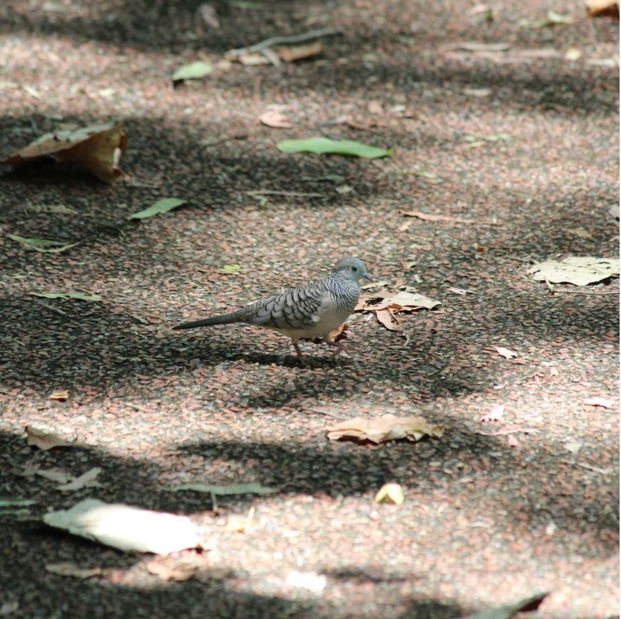 Peaceful Dove - ML645313691